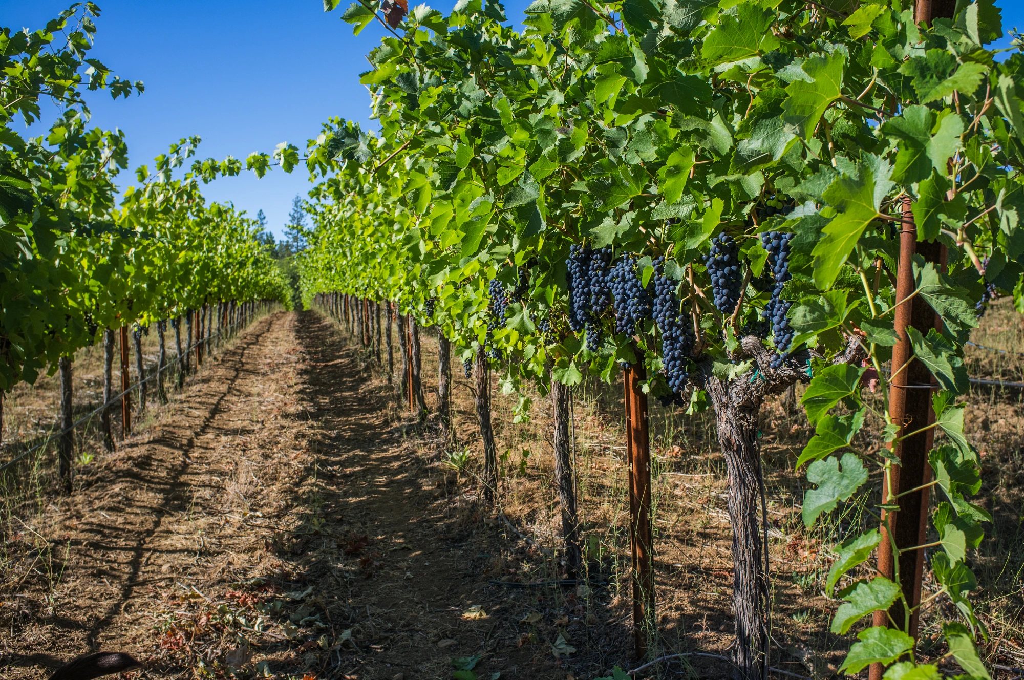 Cabernet vineyard row with ripe fruit in Napa Valley